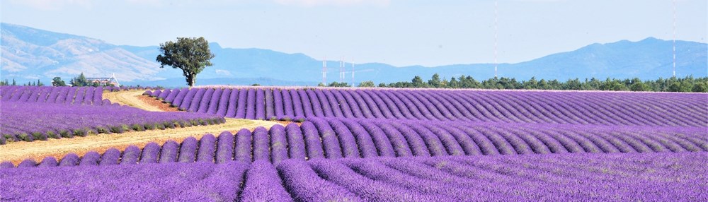 Provence ©Le Pelley S