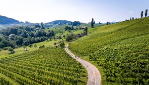 Wandelen door de wijnranken © Steiermark Tourismus Tom Lamm